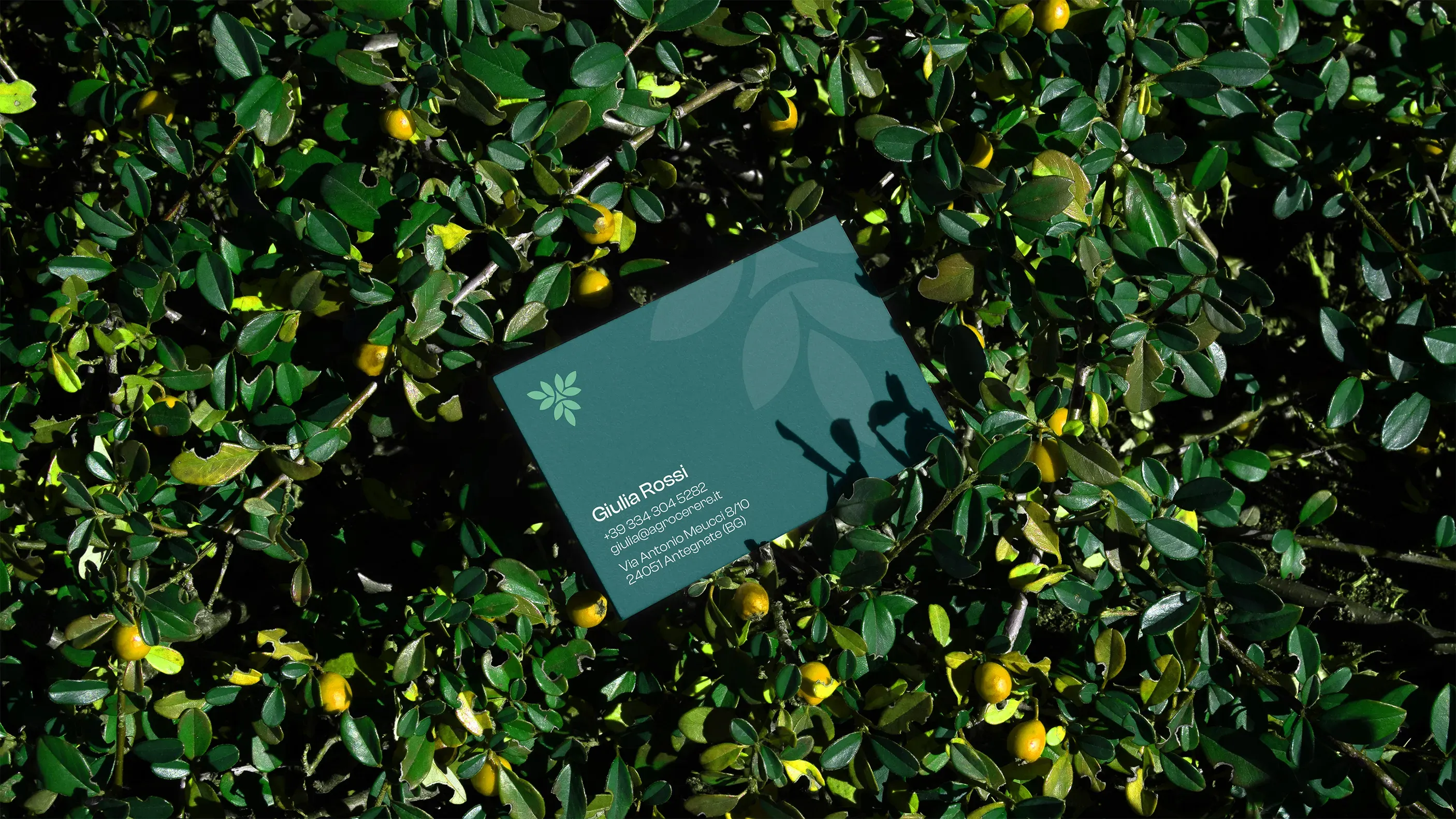 Brand identity Agrocerere - materiali coordinati